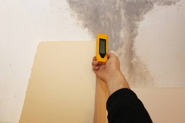 Best Mold-Related Health Consultation  in Alafaya, FL