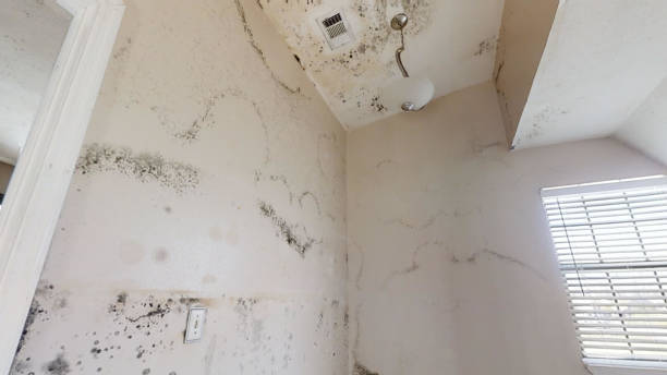 Best HVAC Mold Inspection and Cleaning  in Alafaya, FL