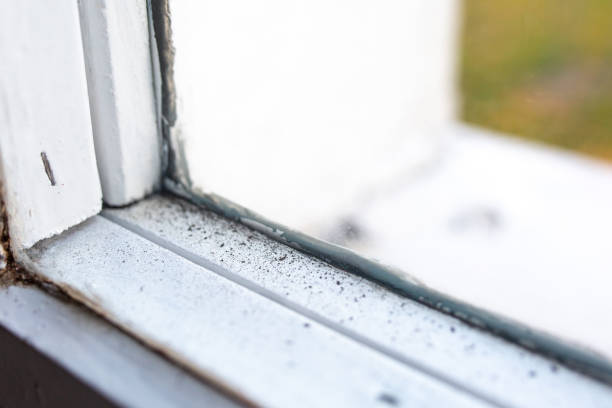 Best Mold Documentation for Insurance Claims  in Alafaya, FL