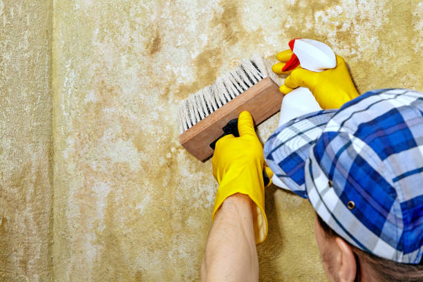 Best Basement Mold Removal  in Alafaya, FL