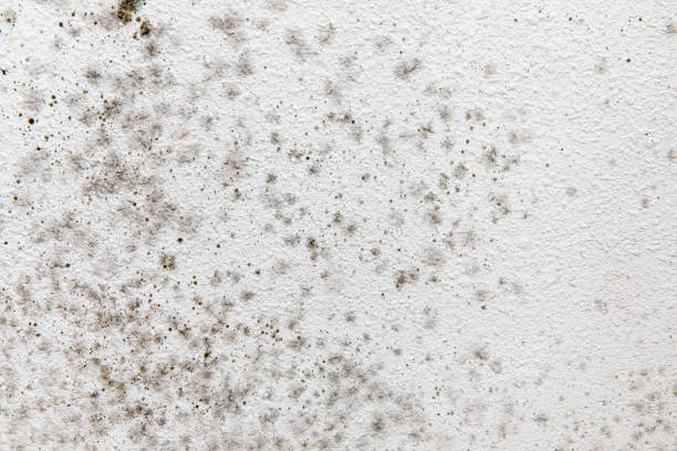 Best Water Damage & Mold Remediation  in Alafaya, FL