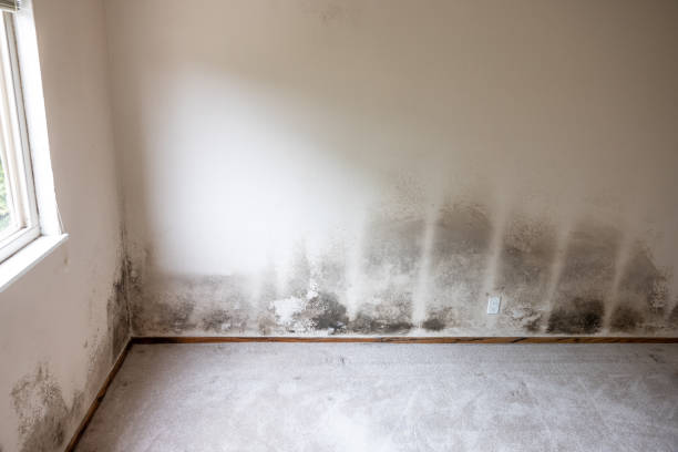 Best Mold Odor Removal Services  in Alafaya, FL