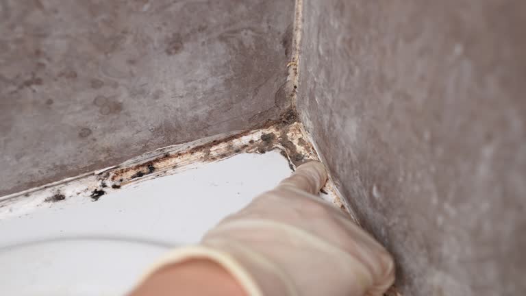 Best Industrial Mold Remediation  in Alafaya, FL