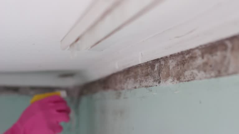 Reliable Alafaya, FL Mold Removal Solutions